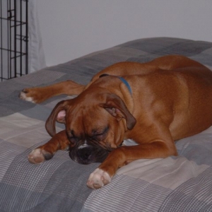 Samson Sleeping