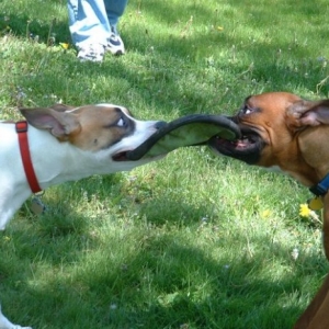 Frisbee Tug