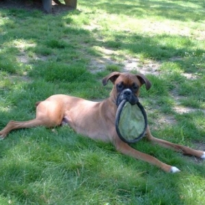 Samson with Frisbee