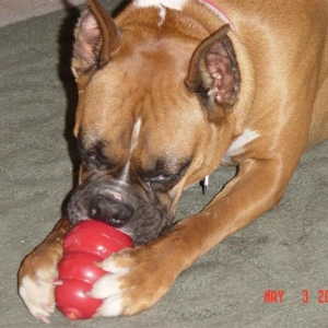 KONG LOVER!