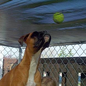 I can almost reach the ball....