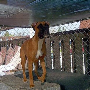 kennel
