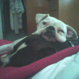 Puppy Luv