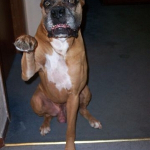 bailey saying hi