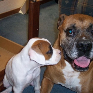sasha meets bailey