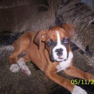 My Ares