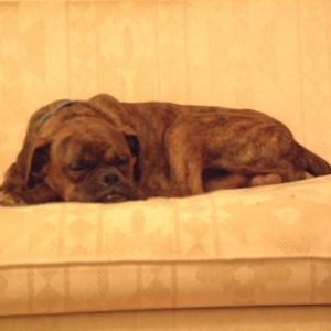 Cole on the couch