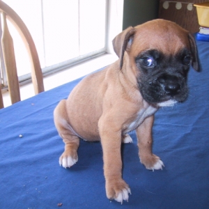 Rosie