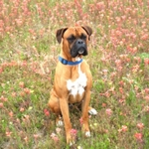 Maddox in the Flowers