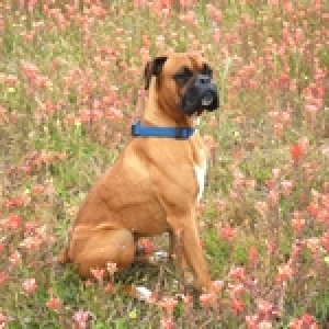 Maddox in the Flowers