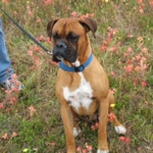 Maddox