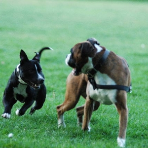 Henri and a Staffy playmate