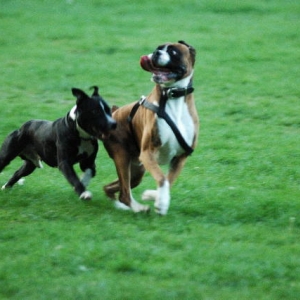 Henri and friend