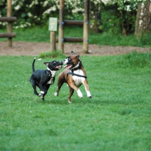Henri and friend at speed