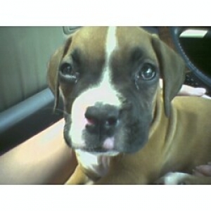Napoleon's 8 weeks today