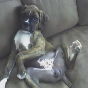 dutchess