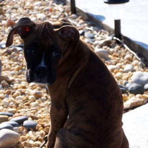 dozer5