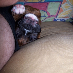 dozer1