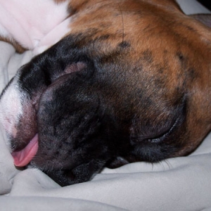 dozer3
