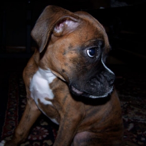 dozer4