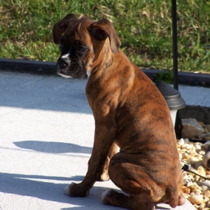 dozer6