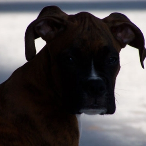 dozer9
