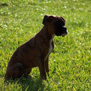 dozer11