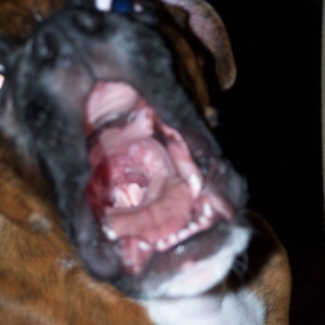 dozer14