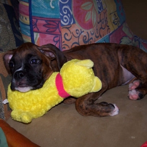 dozer18