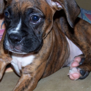 dozer19