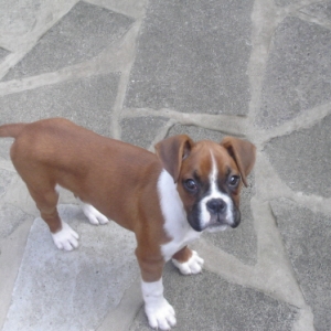 Handsome Boy