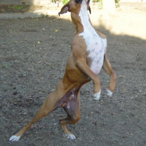 Ballerina boxer?
