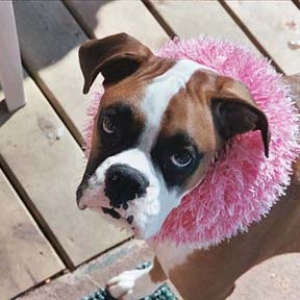 Who me??  I didn't do it!!