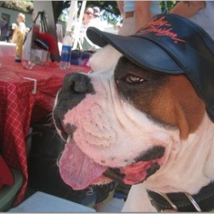 Tito_harley