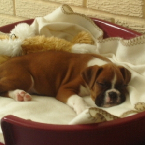Sweet dreams baby