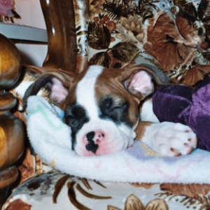 Quick Snooze zzzzzzz