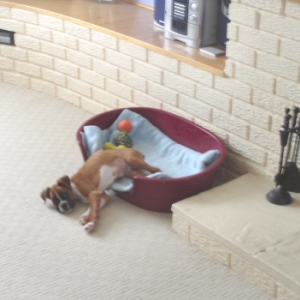I fell out of bed mum !