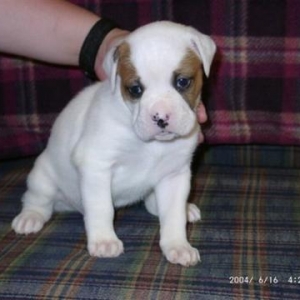 Jersie Pup1