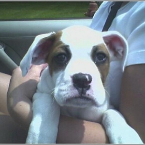 Jersie_pup3