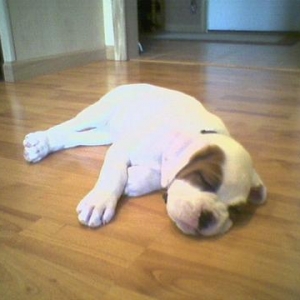 Jersie_pup21