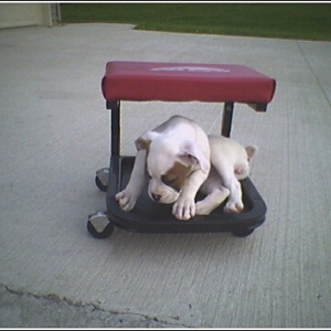 Jersie-cart