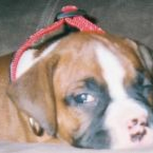 Rolen wishing we would put the stupid flashy thing away