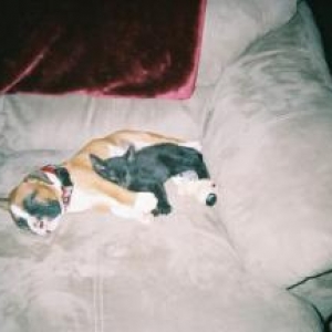 and they say that Dogs and Cats can't get along!?!
