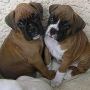 Bruce and sister (6.5 weeks)