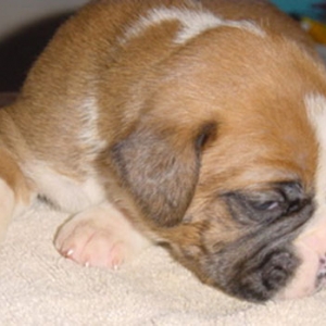 First picture of Bruce - 2.5 weeks