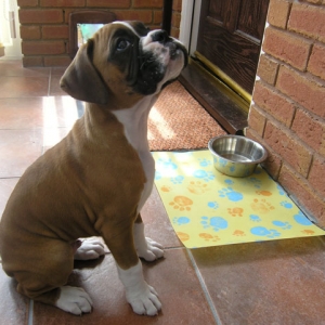Please can I have some dinner?