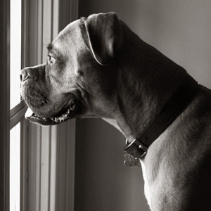 Rocco At Watch