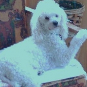 Bailey - Ali's buddy
