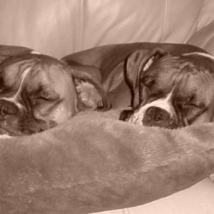 Buster & Macy - Nap Time