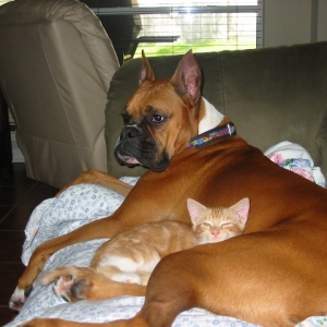 Rocky & Coco Kitty